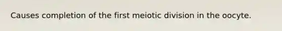 Causes completion of the first meiotic division in the oocyte.