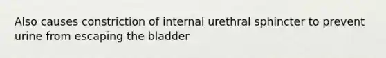 Also causes constriction of internal urethral sphincter to prevent urine from escaping the bladder