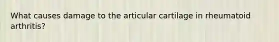 What causes damage to the articular cartilage in rheumatoid arthritis?