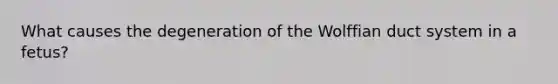 What causes the degeneration of the Wolffian duct system in a fetus?