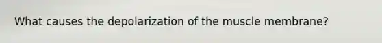 What causes the depolarization of the muscle membrane?