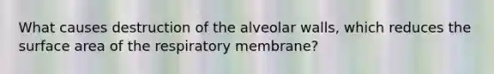 What causes destruction of the alveolar walls, which reduces the surface area of the respiratory membrane?