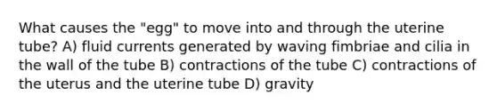 What causes the "egg" to move into and through the uterine tube? A) fluid currents generated by waving fimbriae and cilia in the wall of the tube B) contractions of the tube C) contractions of the uterus and the uterine tube D) gravity