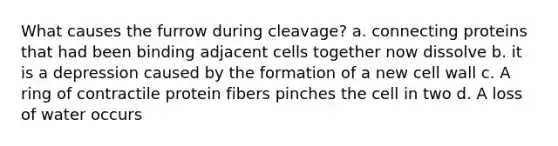 What causes the furrow during cleavage? a. connecting proteins that had been binding adjacent cells together now dissolve b. it is a depression caused by the formation of a new cell wall c. A ring of contractile protein fibers pinches the cell in two d. A loss of water occurs