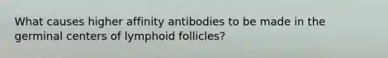 What causes higher affinity antibodies to be made in the germinal centers of lymphoid follicles?