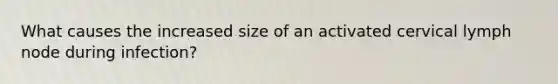What causes the increased size of an activated cervical lymph node during infection?