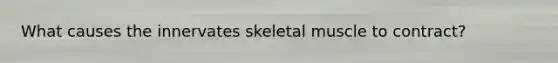 What causes the innervates skeletal muscle to contract?