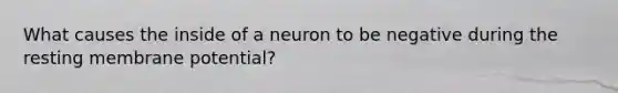 What causes the inside of a neuron to be negative during the resting membrane potential?