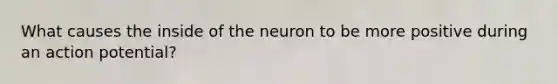 What causes the inside of the neuron to be more positive during an action potential?