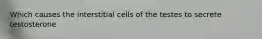 Which causes the interstitial cells of the testes to secrete testosterone