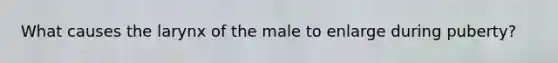 What causes the larynx of the male to enlarge during puberty?