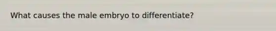 What causes the male embryo to differentiate?