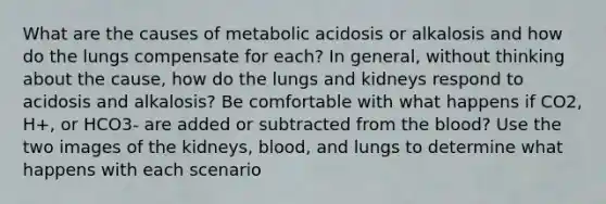 What are the causes of metabolic acidosis or alkalosis and how do the lungs compensate for each? In general, without thinking about the cause, how do the lungs and kidneys respond to acidosis and alkalosis? Be comfortable with what happens if CO2, H+, or HCO3- are added or subtracted from the blood? Use the two images of the kidneys, blood, and lungs to determine what happens with each scenario