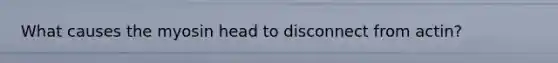 What causes the myosin head to disconnect from actin?