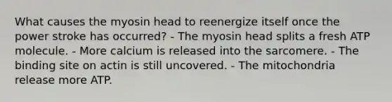 What causes the myosin head to reenergize itself once the power stroke has occurred? - The myosin head splits a fresh ATP molecule. - More calcium is released into the sarcomere. - The binding site on actin is still uncovered. - The mitochondria release more ATP.