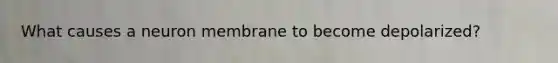 What causes a neuron membrane to become depolarized?