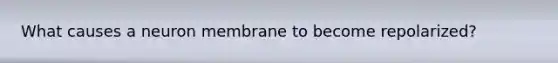 What causes a neuron membrane to become repolarized?