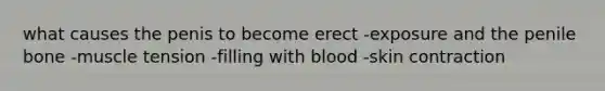 what causes the penis to become erect -exposure and the penile bone -muscle tension -filling with blood -skin contraction