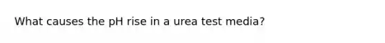 What causes the pH rise in a urea test media?