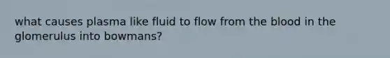 what causes plasma like fluid to flow from the blood in the glomerulus into bowmans?