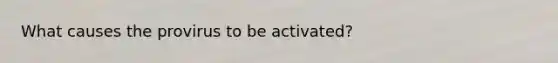 What causes the provirus to be activated?