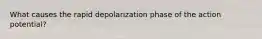 What causes the rapid depolarization phase of the action potential?