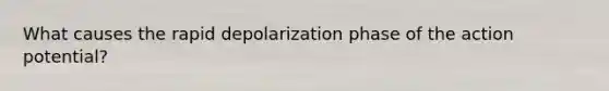 What causes the rapid depolarization phase of the action potential?