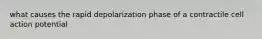 what causes the rapid depolarization phase of a contractile cell action potential