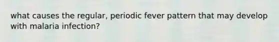 what causes the regular, periodic fever pattern that may develop with malaria infection?