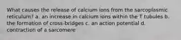 What causes the release of calcium ions from the sarcoplasmic reticulum? a. an increase in calcium ions within the T tubules b. the formation of cross-bridges c. an action potential d. contraction of a sarcomere