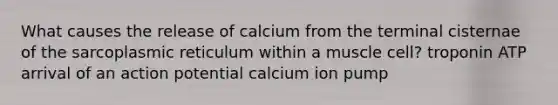 What causes the release of calcium from the terminal cisternae of the sarcoplasmic reticulum within a muscle cell? troponin ATP arrival of an action potential calcium ion pump