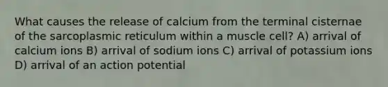 What causes the release of calcium from the terminal cisternae of the sarcoplasmic reticulum within a muscle cell? A) arrival of calcium ions B) arrival of sodium ions C) arrival of potassium ions D) arrival of an action potential