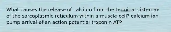 What causes the release of calcium from the terminal cisternae of the sarcoplasmic reticulum within a muscle cell? calcium ion pump arrival of an action potential troponin ATP