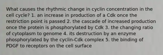 What causes the rhythmic change in cyclin concentration in the cell cycle? 1. an increase in production of a Cdk once the restriction point is passed 2. the cascade of increased production once the protein is phosphorylated by Cdk 3. the changing ratio of cytoplasm to genome 4. its destruction by an enzyme phosphorylated by the cyclin-Cdk complex 5. the binding of PDGF to receptors on the cell surface