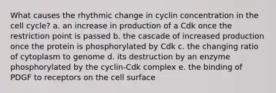 What causes the rhythmic change in cyclin concentration in the cell cycle? a. an increase in production of a Cdk once the restriction point is passed b. the cascade of increased production once the protein is phosphorylated by Cdk c. the changing ratio of cytoplasm to genome d. its destruction by an enzyme phosphorylated by the cyclin-Cdk complex e. the binding of PDGF to receptors on the cell surface