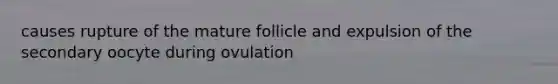 causes rupture of the mature follicle and expulsion of the secondary oocyte during ovulation