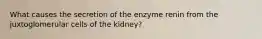 What causes the secretion of the enzyme renin from the juxtoglomerular cells of the kidney?