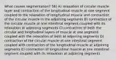 What causes segmentation? 56) A) relaxation of circular muscle layer and contraction of the longitudinal muscle at one segment coupled to the relaxation of longitudinal muscle and contraction of the circular muscle in the adjoining segments B) contraction of the circular muscle at one intestinal segment coupled with its relaxation at adjoining segments C) contraction of both the circular and longitudinal layers of muscle at one segment coupled with the relaxation of both at adjoining segments D) contraction of the circular muscle at one intestinal segment coupled with contraction of the longitudinal muscle at adjoining segments E) contraction of longitudinal muscle at one intestinal segment coupled with its relaxation at adjoining segments