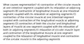 What causes segmentation? A) contraction of the circular muscle at one intestinal segment coupled with its relaxation at adjoining segments B) contraction of longitudinal muscle at one intestinal segment coupled with its relaxation at adjoining segments C) contraction of the circular muscle at one intestinal segment coupled with contraction of the longitudinal muscle at adjoining segments D) contraction of both the circular and longitudinal layers of muscle at one segment coupled with the relaxation of both at adjoining segments E) relaxation of circular muscle layer and contraction of the longitudinal muscle at one segment coupled to the relaxation of longitudinal muscle and contraction of the circular muscle in the adjoining segments