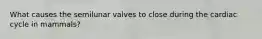 What causes the semilunar valves to close during the cardiac cycle in mammals?