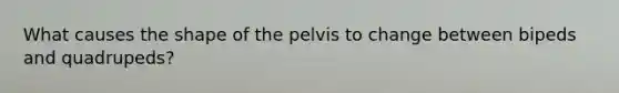 What causes the shape of the pelvis to change between bipeds and quadrupeds?