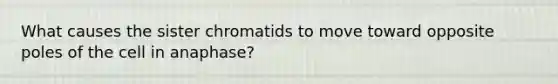 What causes the sister chromatids to move toward opposite poles of the cell in anaphase?