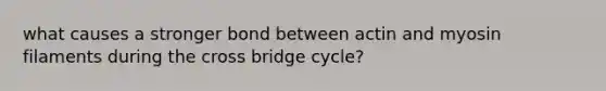 what causes a stronger bond between actin and myosin filaments during the cross bridge cycle?