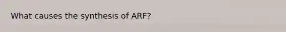 What causes the synthesis of ARF?