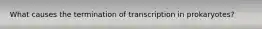 What causes the termination of transcription in prokaryotes?