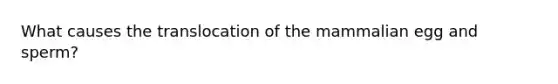 What causes the translocation of the mammalian egg and sperm?