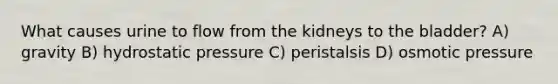 What causes urine to flow from the kidneys to the bladder? A) gravity B) hydrostatic pressure C) peristalsis D) osmotic pressure