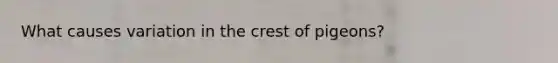 What causes variation in the crest of pigeons?