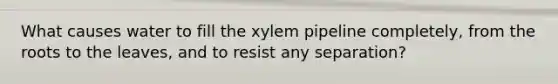 What causes water to fill the xylem pipeline completely, from the roots to the leaves, and to resist any separation?