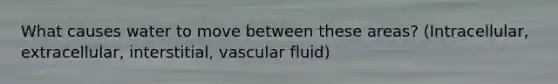 What causes water to move between these areas? (Intracellular, extracellular, interstitial, vascular fluid)